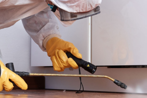 Messie Schädlingsbekämpfung Koblenz